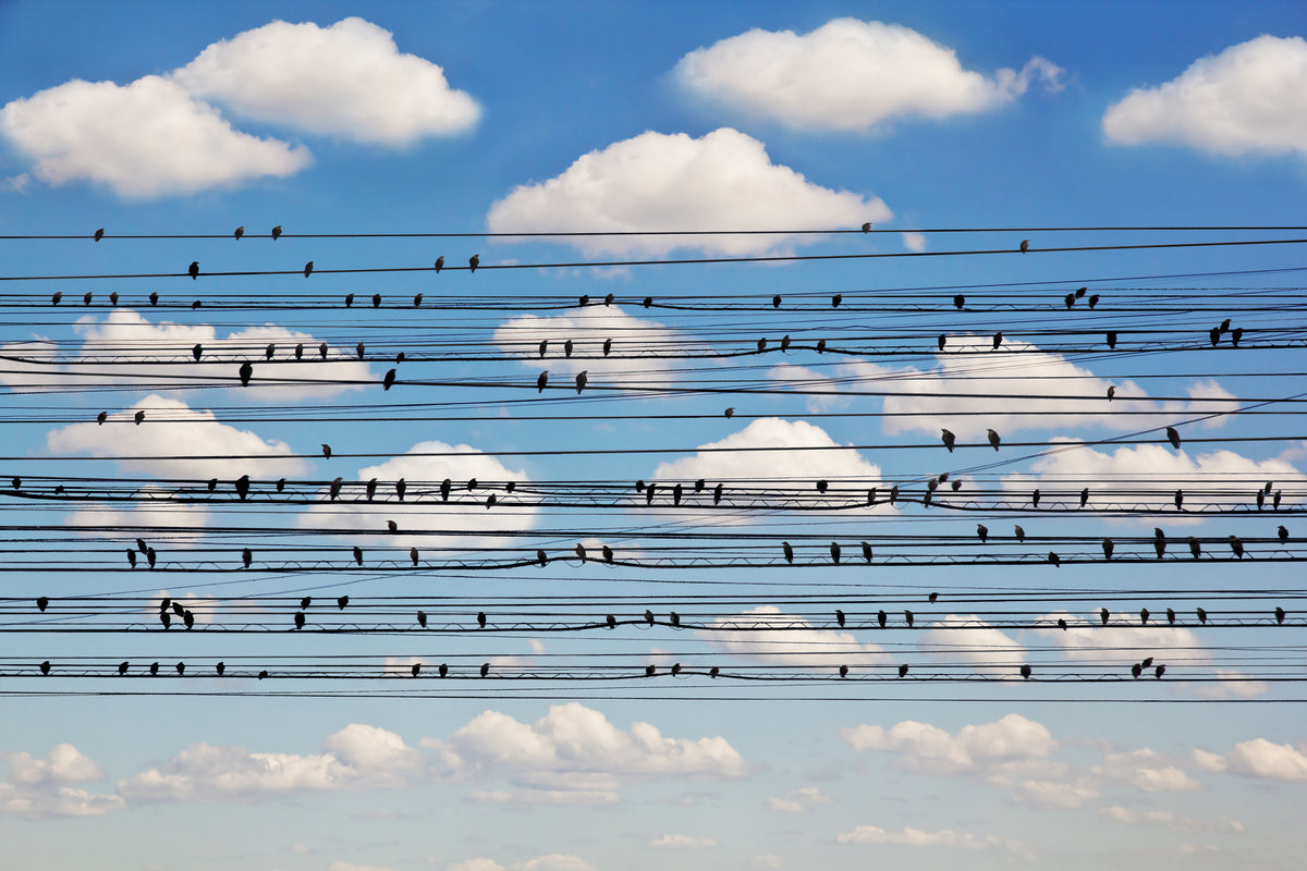 3-piece-canvas-print-cantus-arcticus-concerto-for-birds