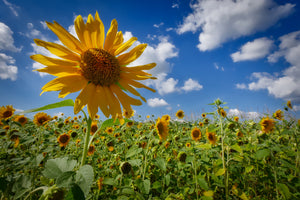 3-piece-canvas-print-a-sunflower-among-many
