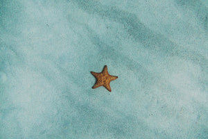 framedposter-print-the-little-starfish