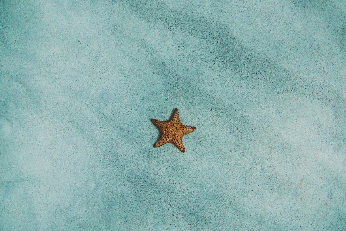 framedposter-print-the-little-starfish
