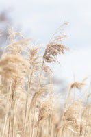 canvas-print-grass-reed-and-sky-3