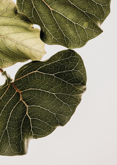 poster-print-leaf-veins-symphony