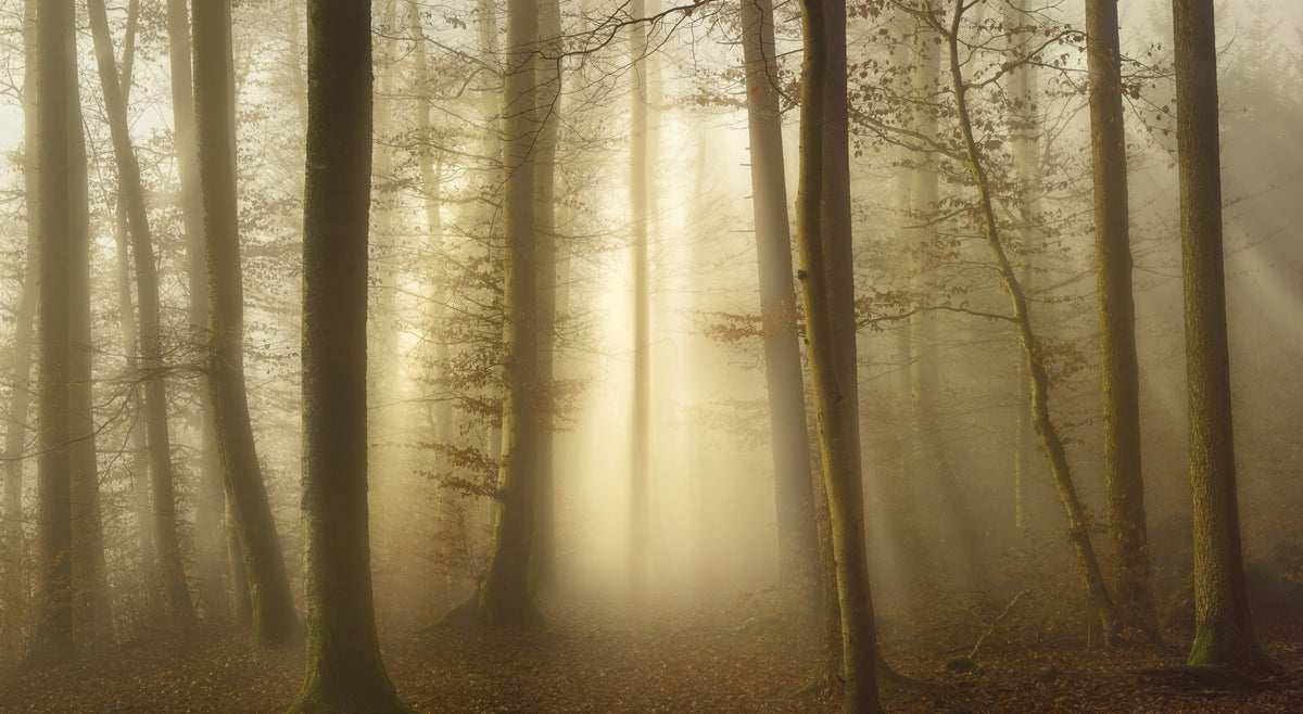 acrylic-print-into-the-trees-2