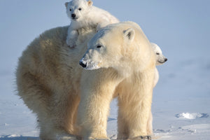 framedposter-print-mischievous-little-polar-bear-x