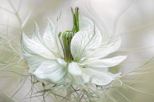 canvas-print-nigella-xdf