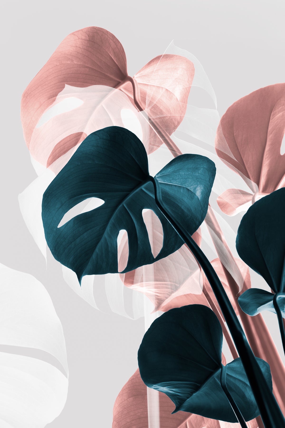 framedposter-print-monstera-creative-17