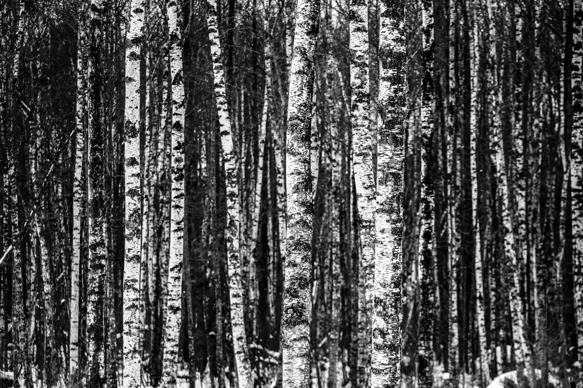 aluminium-print-many-birches-xl