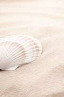 canvas-print-shell-3