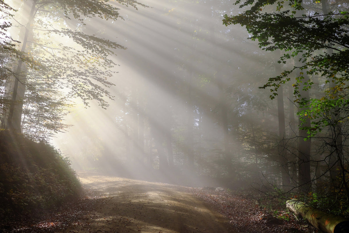 acrylic-print-mystical-light-in-the-forest