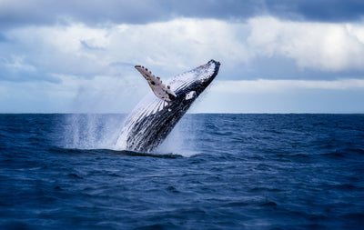 poster-print-humpback-whale-jumps-out-of-the-water