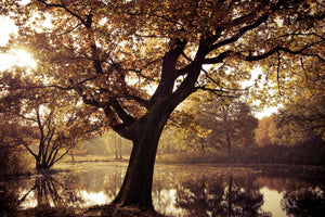 acrylic-print-landscape-park