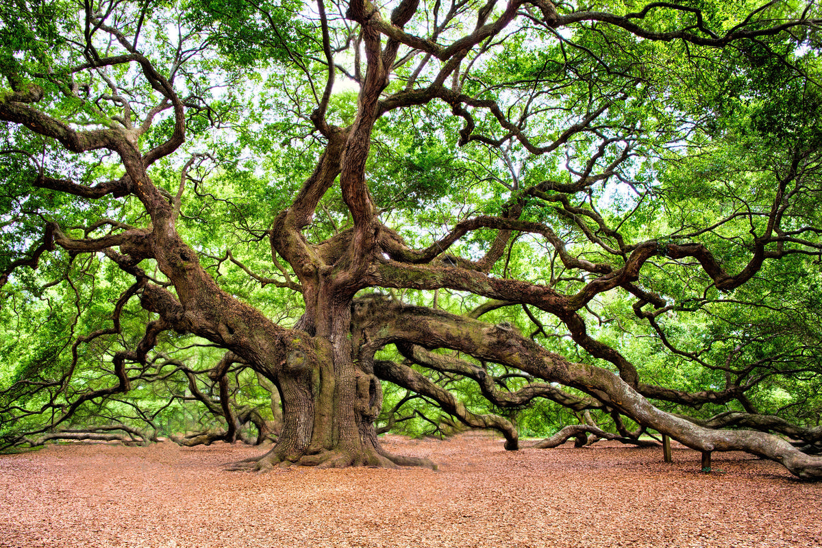 3-piece-canvas-print-the-oak