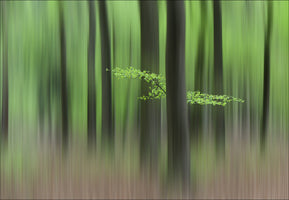 poster-print-spring-morning