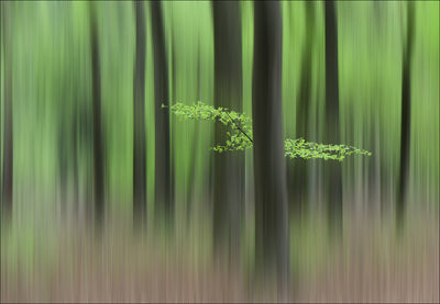 poster-print-spring-morning