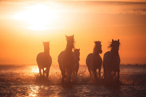 framedposter-print-camargue-angels-x