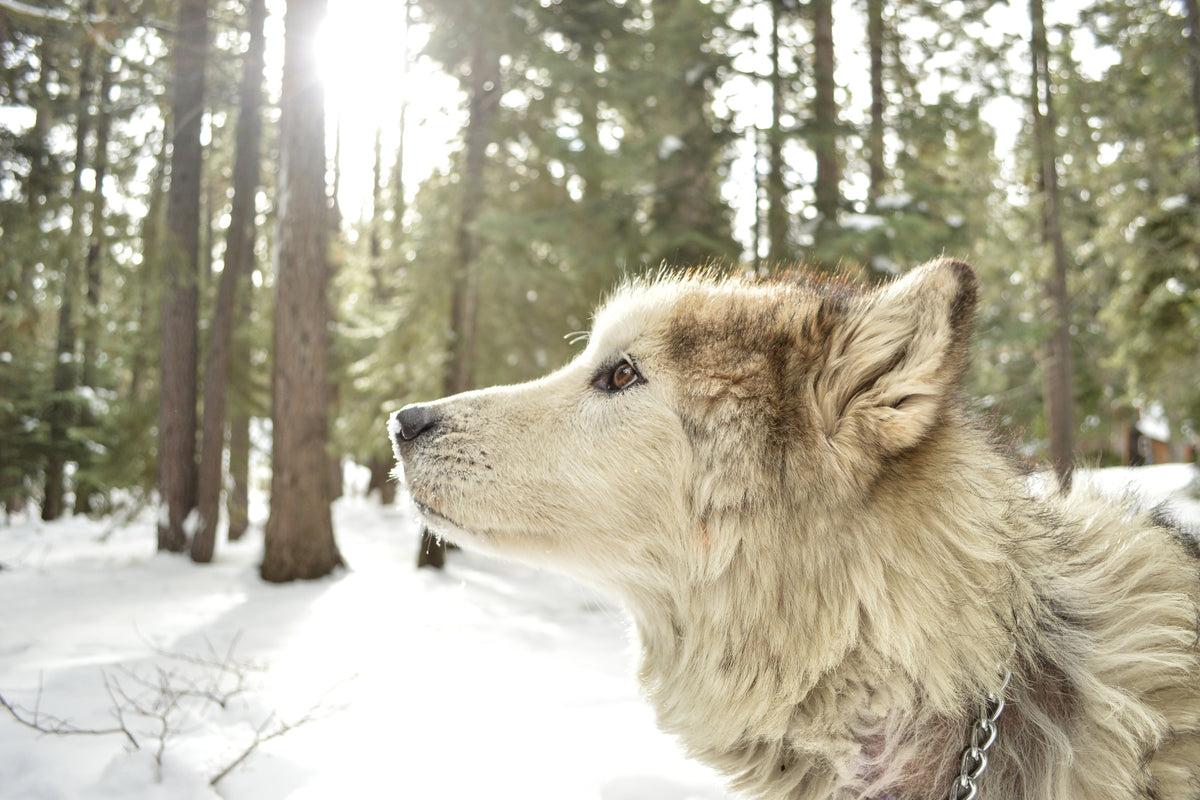 3-piece-canvas-print-the-alaskan-malamute
