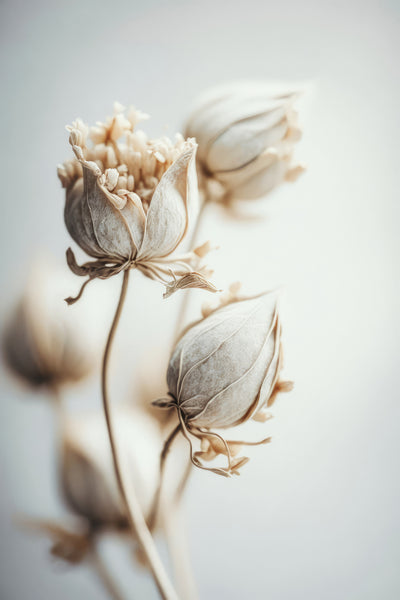 poster-print-delicate-blossoms
