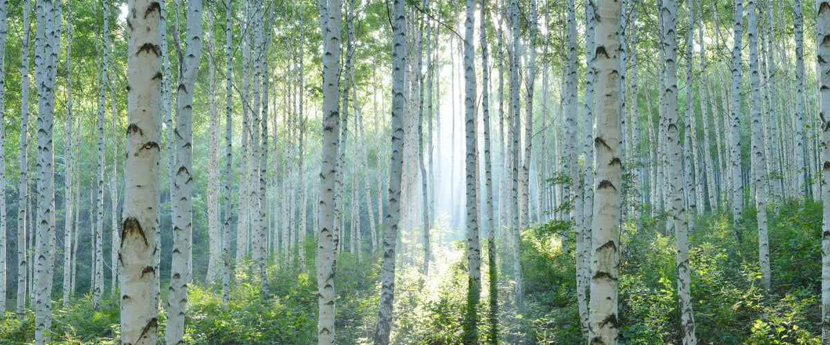 panoramic-poster-print-white-birch-forest-in-summer-panoramic-view