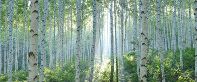 panoramic-poster-print-white-birch-forest-in-summer-panoramic-view