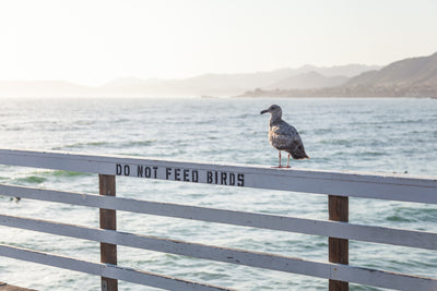 poster-print-do-not-feed-birds