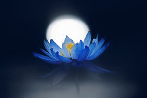canvas-print-fleeting-dream-x