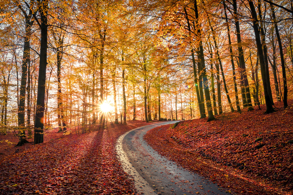 aluminium-print-road-in-sapderaysen-nationalpark-sweden-x