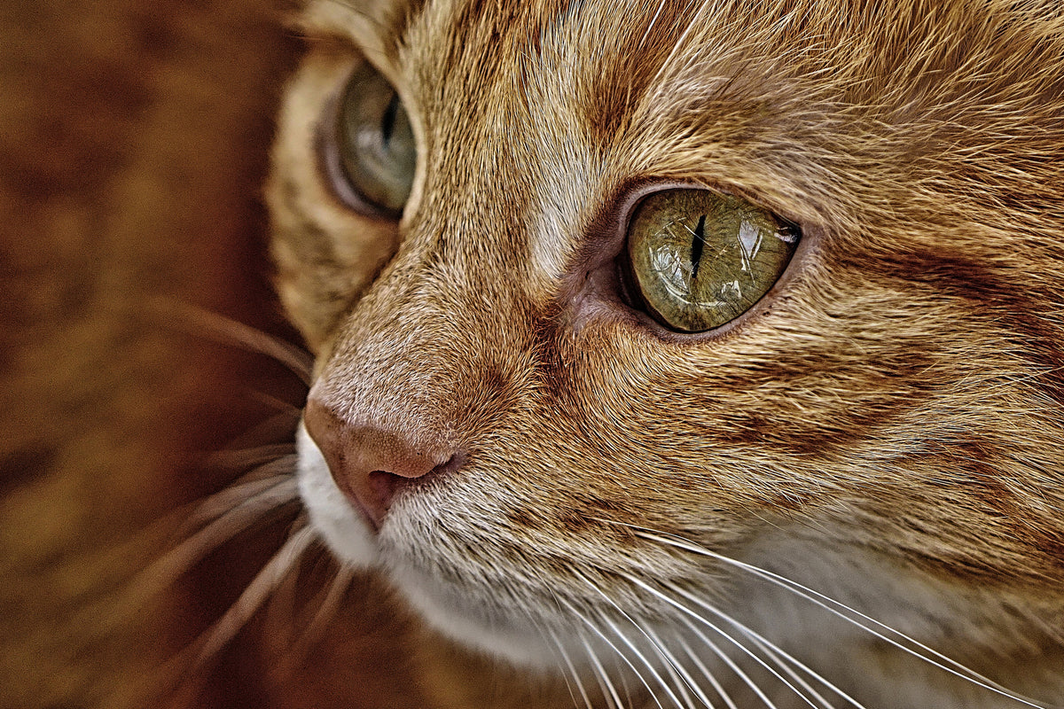 acrylic-print-close-up-cat39s-head
