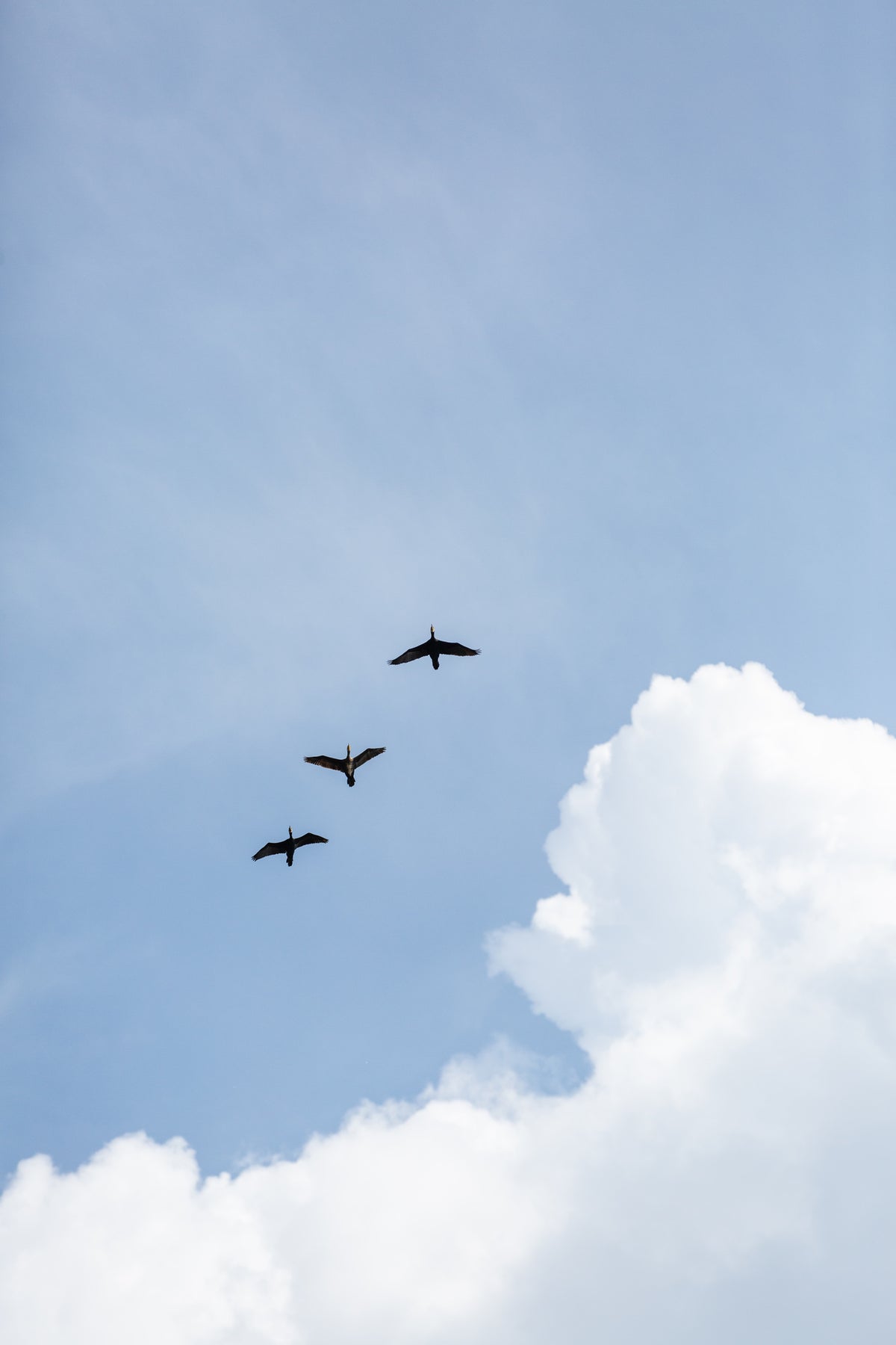 aluminium-print-flying-home