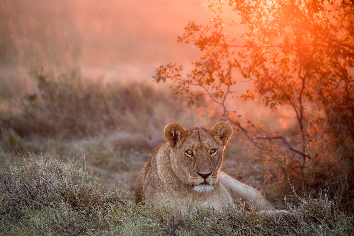 framedcanvas-print-sunset-lioness