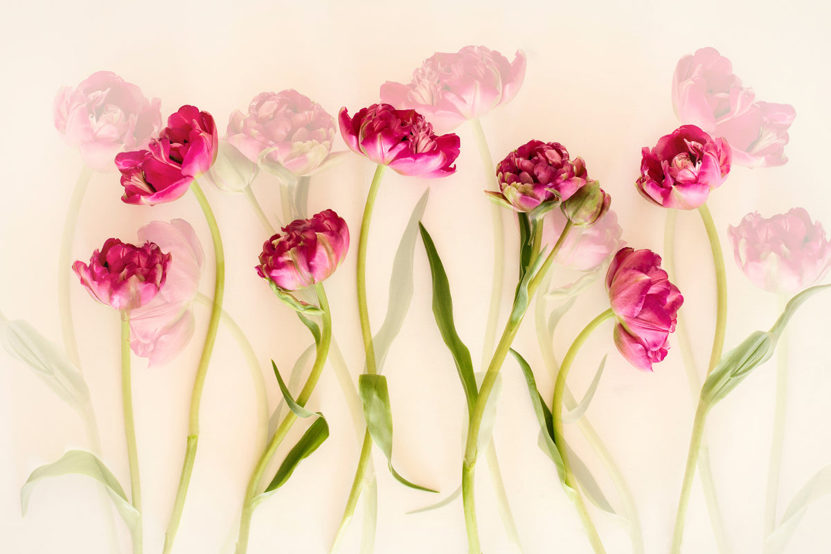 canvas-print-tulips-xgj
