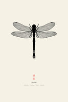 framedposter-print-dragonfly-2