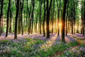 3-piece-canvas-print-bluebell-forest-path-at-sunrise
