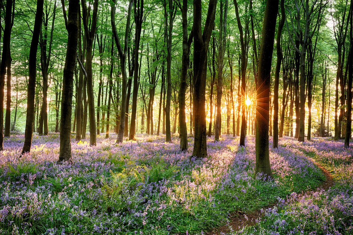 3-piece-canvas-print-bluebell-forest-path-at-sunrise