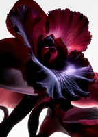 canvas-print-lightfall-florals-orchid-arc
