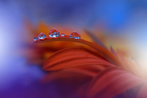 framedposter-print-metamorphosis