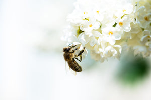 3-piece-canvas-print-the-bumblebee-and-the-flower
