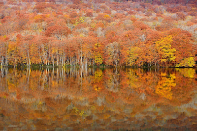 poster-print-glowing-autumn-x