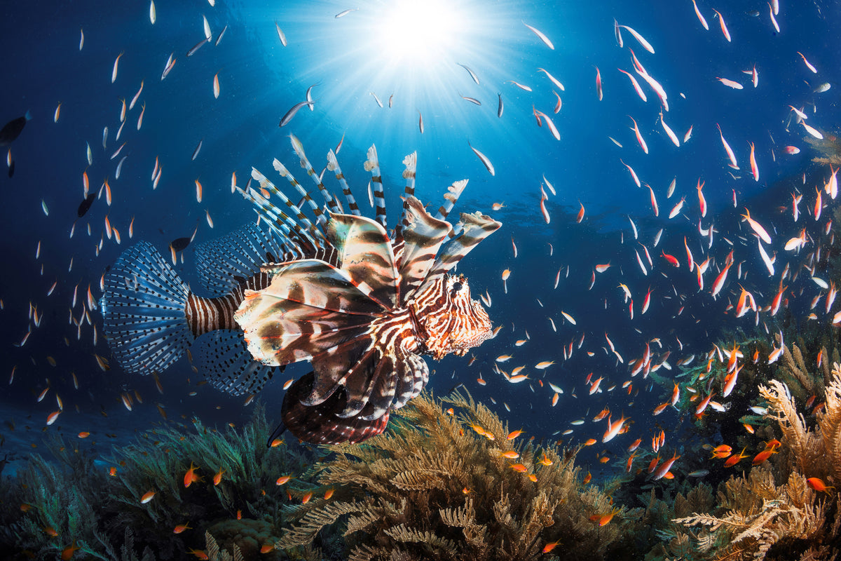 acrylic-print-lionfish