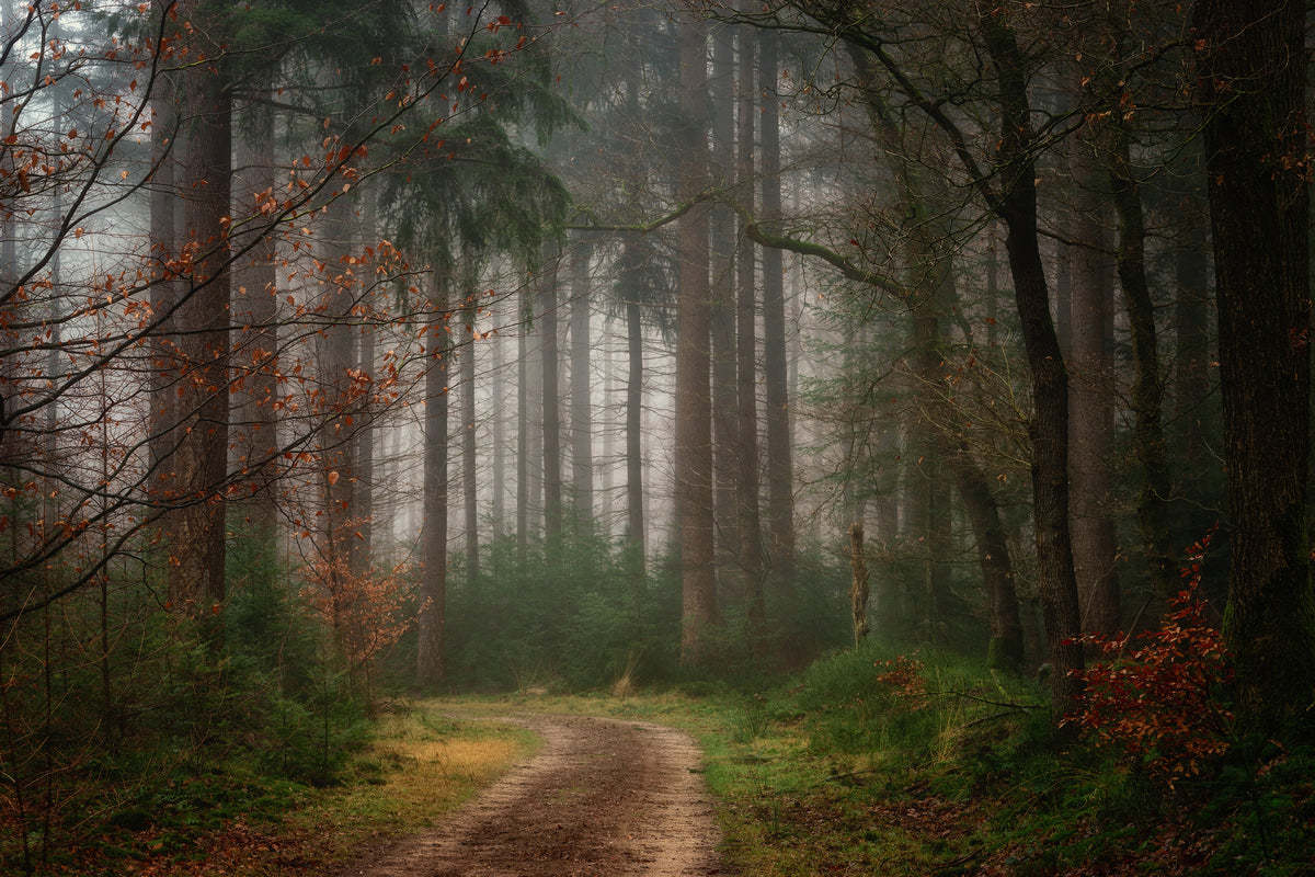 canvas-print-reveries-x