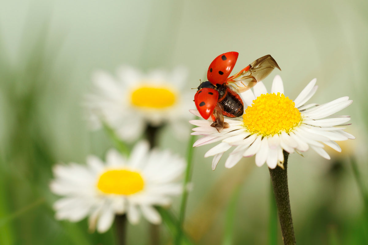 canvas-print-envole-moi-x