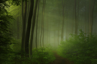 poster-print-forest-morning