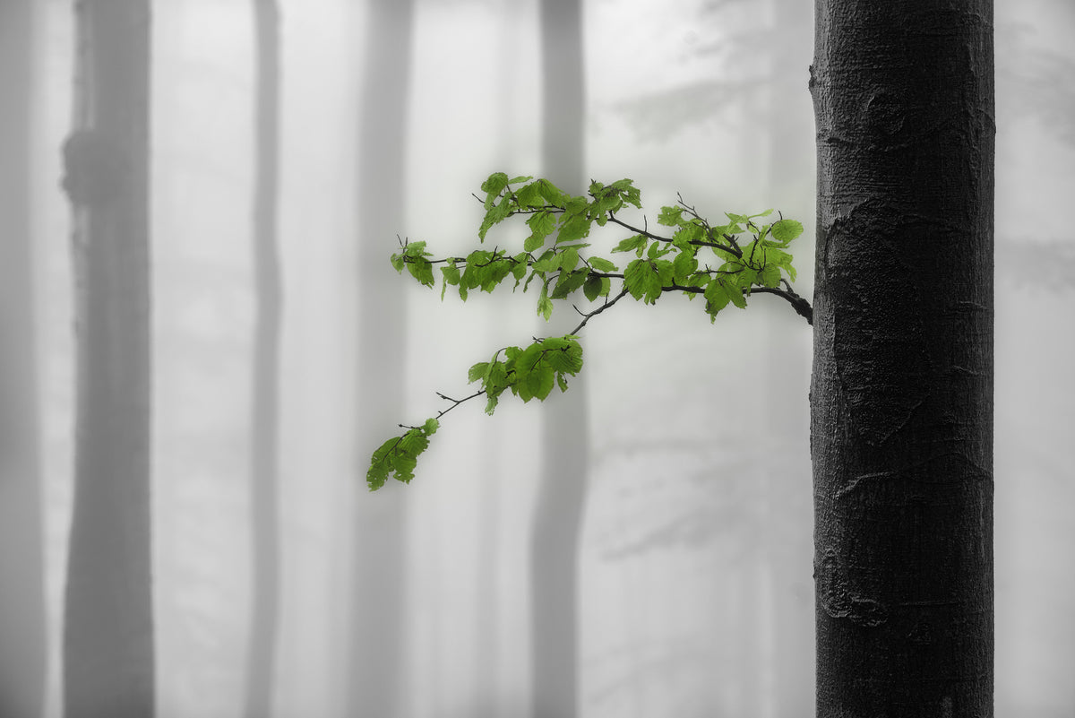 3-piece-canvas-print-green-leaves-4