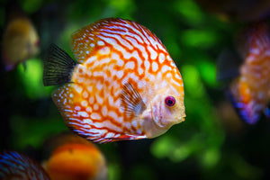 framedcanvas-print-the-discus-fish