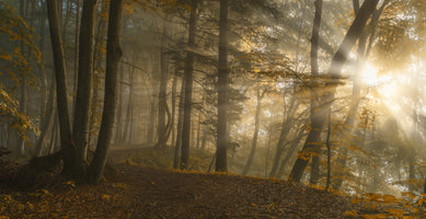 aluminium-print-forest-light