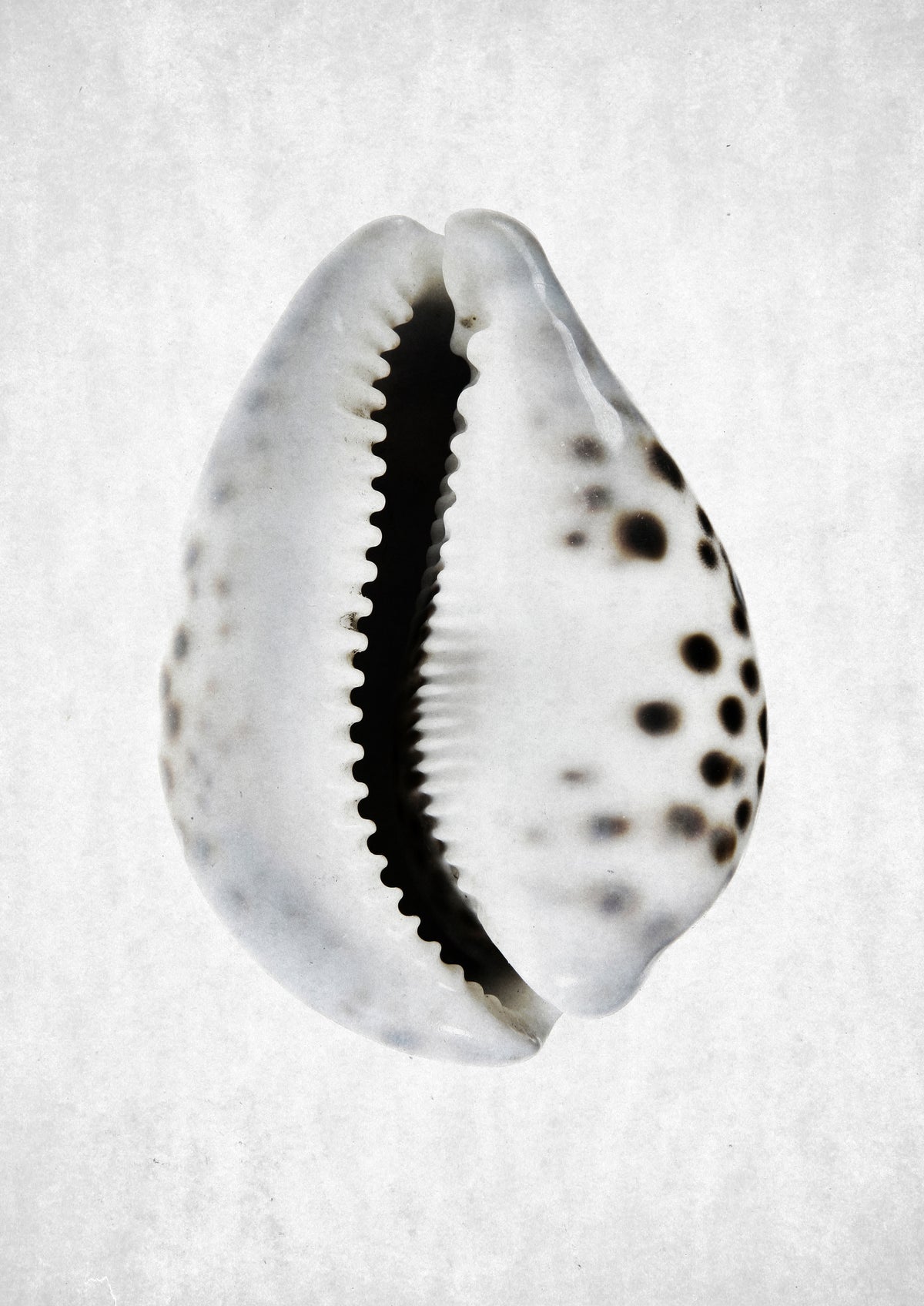 canvas-print-spring-tide
