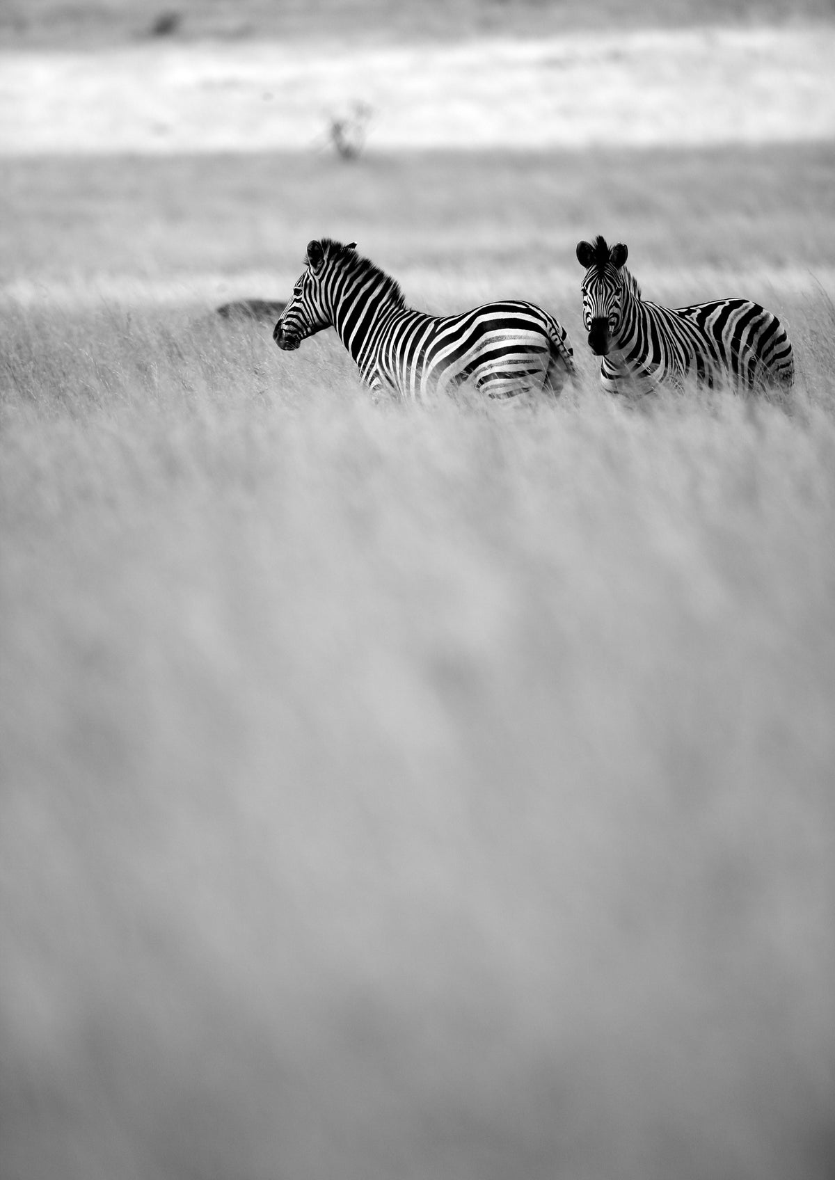 canvas-print-zebras-in-the-mist
