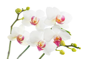 3-piece-canvas-print-orchids-love