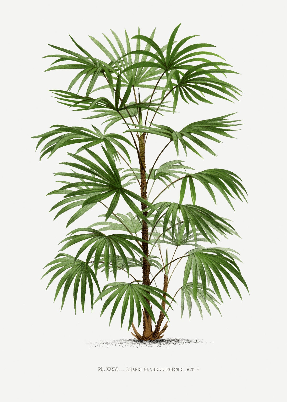 framedposter-print-xxxvi-rhapis-f