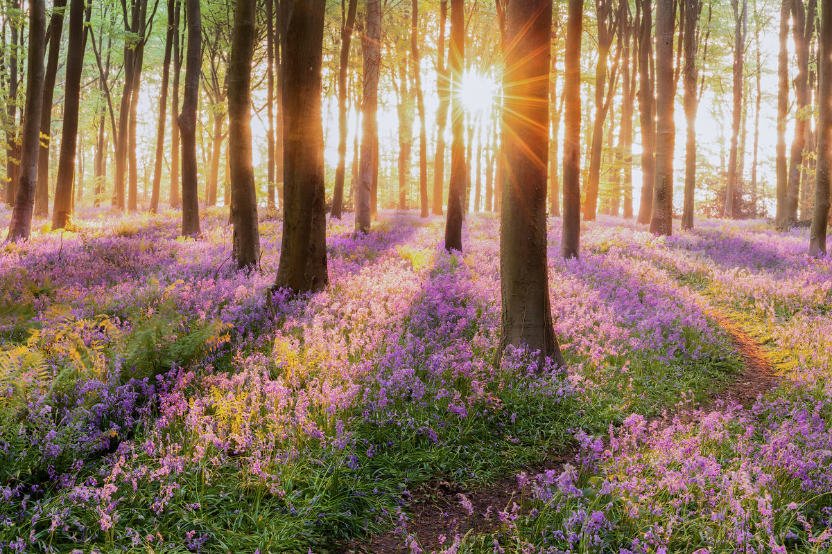modern-3-piece-canvas-print-forest-with-bluebells-in-spring