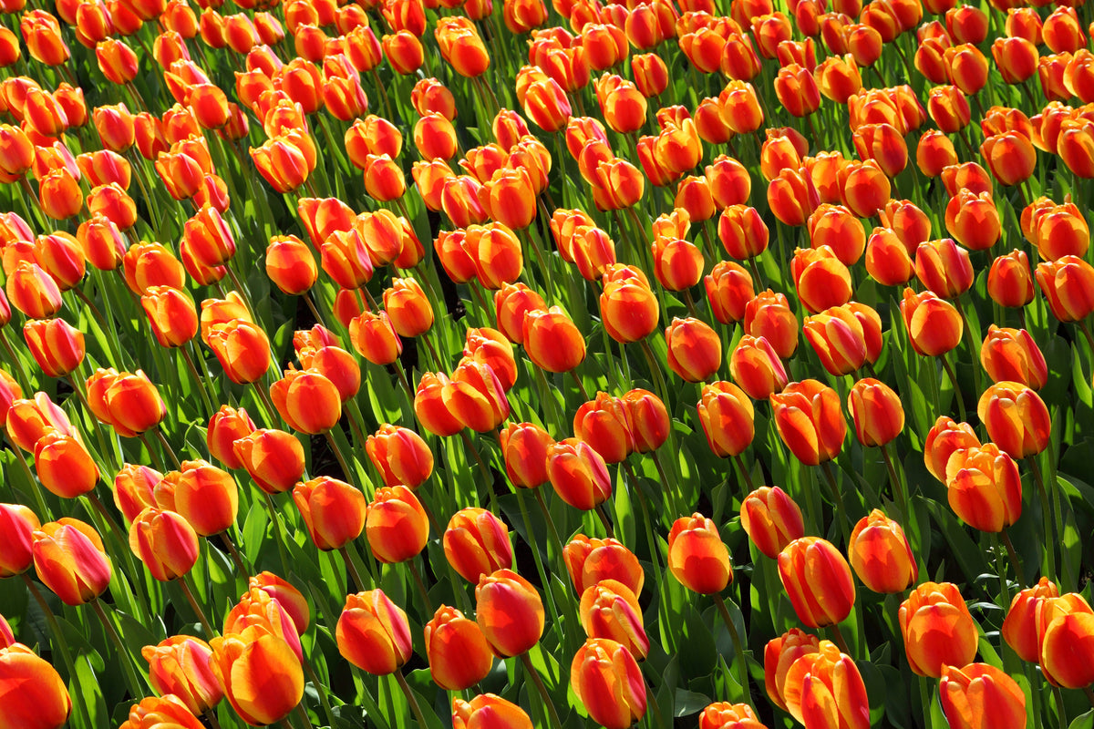 acrylic-print-tulip-field-in-orange